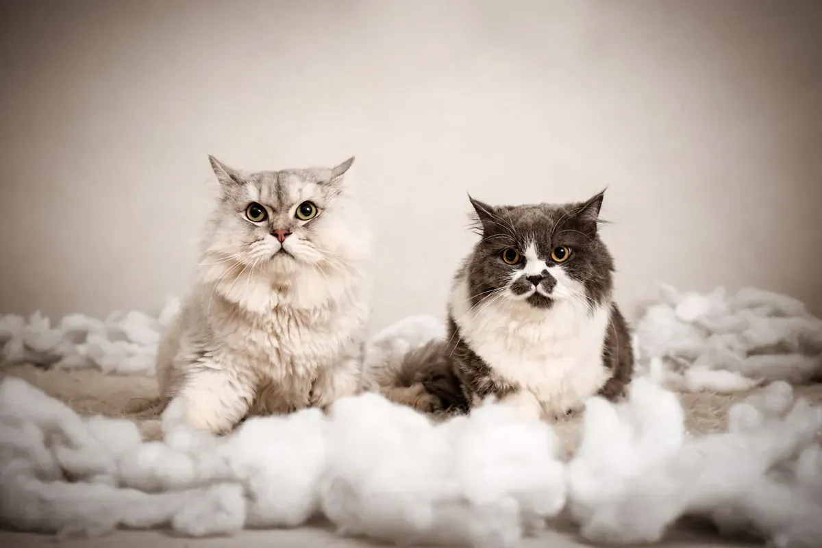 5 Tanda Bulu Kucing yang Sehat