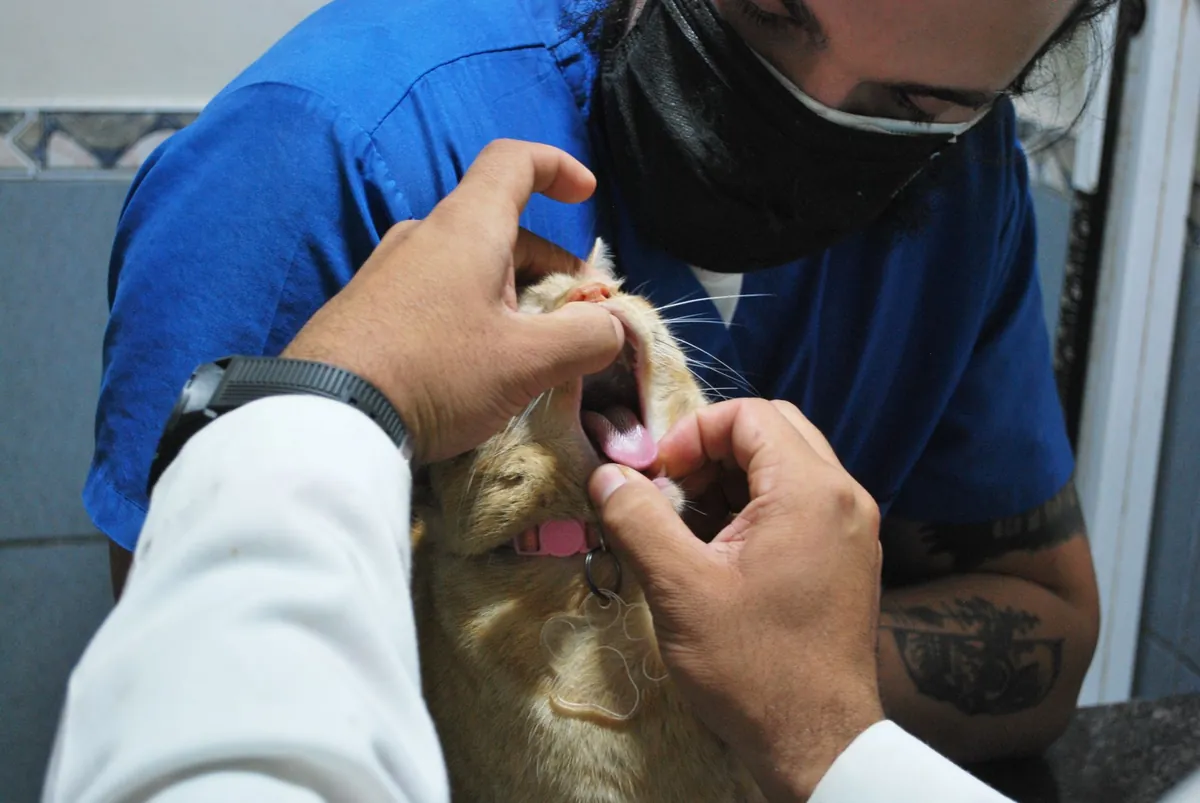 Anemia pada Kucing: Kenali Penyebab Gusi Pucat & Lemas