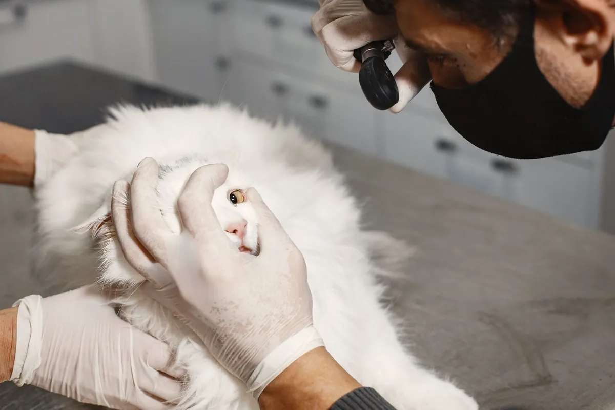 Apa Itu Ringworm pada Kucing dan Bagaimana Mengatasinya?