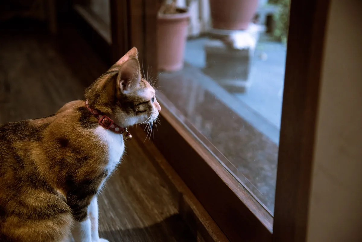 Apakah Kucing Bisa Pikun? Kenali Gejala Demensia Senior