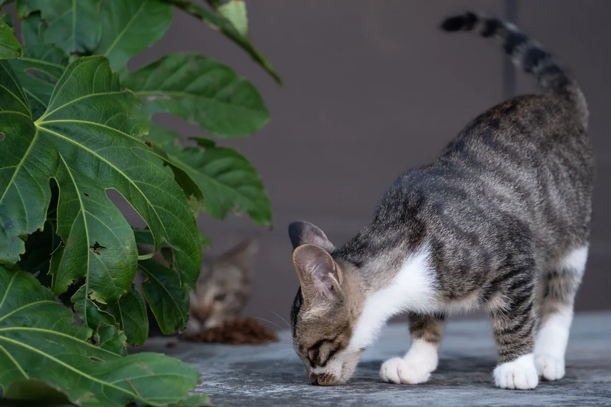 Bahaya Bawang dan Cokelat untuk Kucing yang Wajib Diketahui