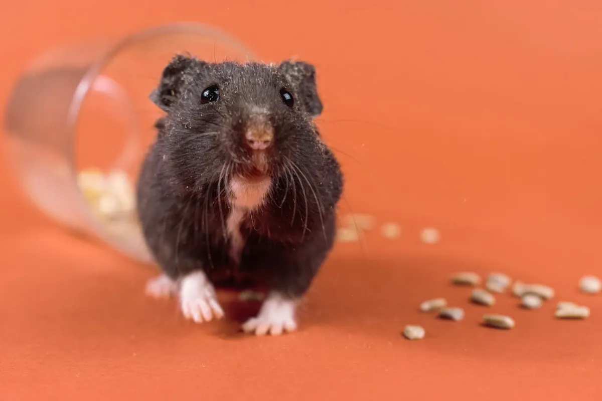 Cara Aman Memandikan Hamster dengan Mandi Pasir