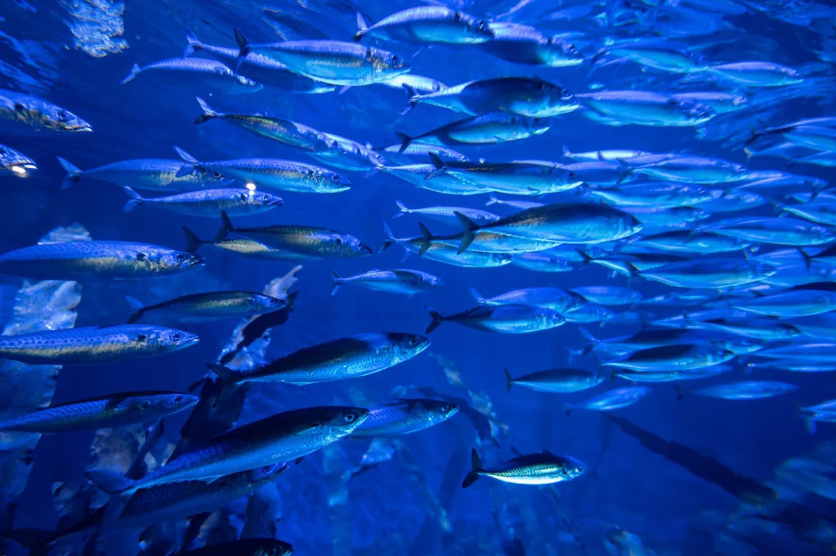Cara Ganti Air Akuarium Ikan Hias Tanpa Bikin Stres