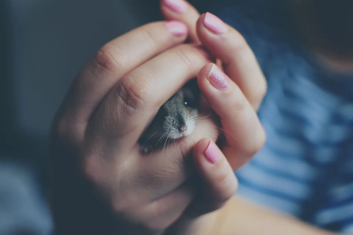 Cara Melatih Hamster agar Jinak dan Mau Dipegang
