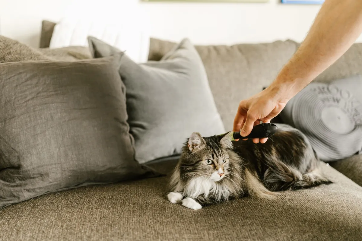 Cara Mengatasi Bulu Kucing Kusut dan Menggumpal di Rumah
