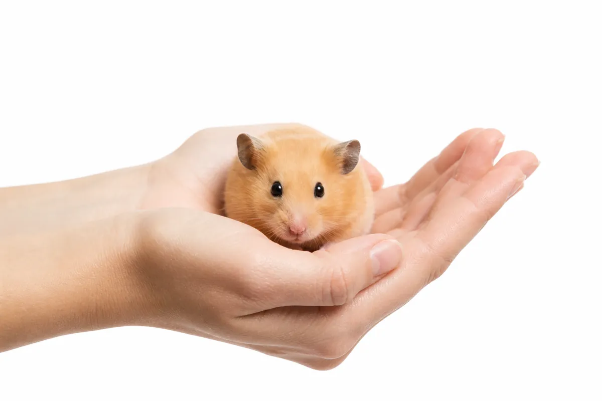 Cara Mengatasi Hamster Suka Menggigit