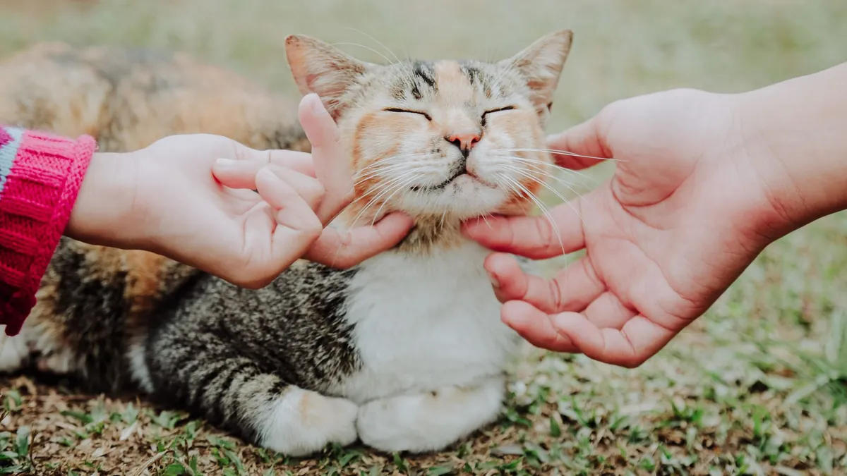 Cara Mengatasi Jerawat Kucing di Rumah dengan Aman