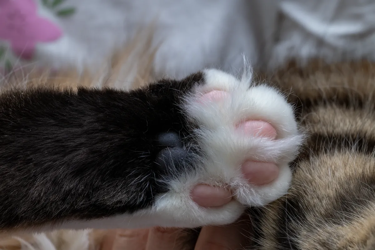 Cara Merawat Bantalan Kaki Kucing agar Tidak Kering?