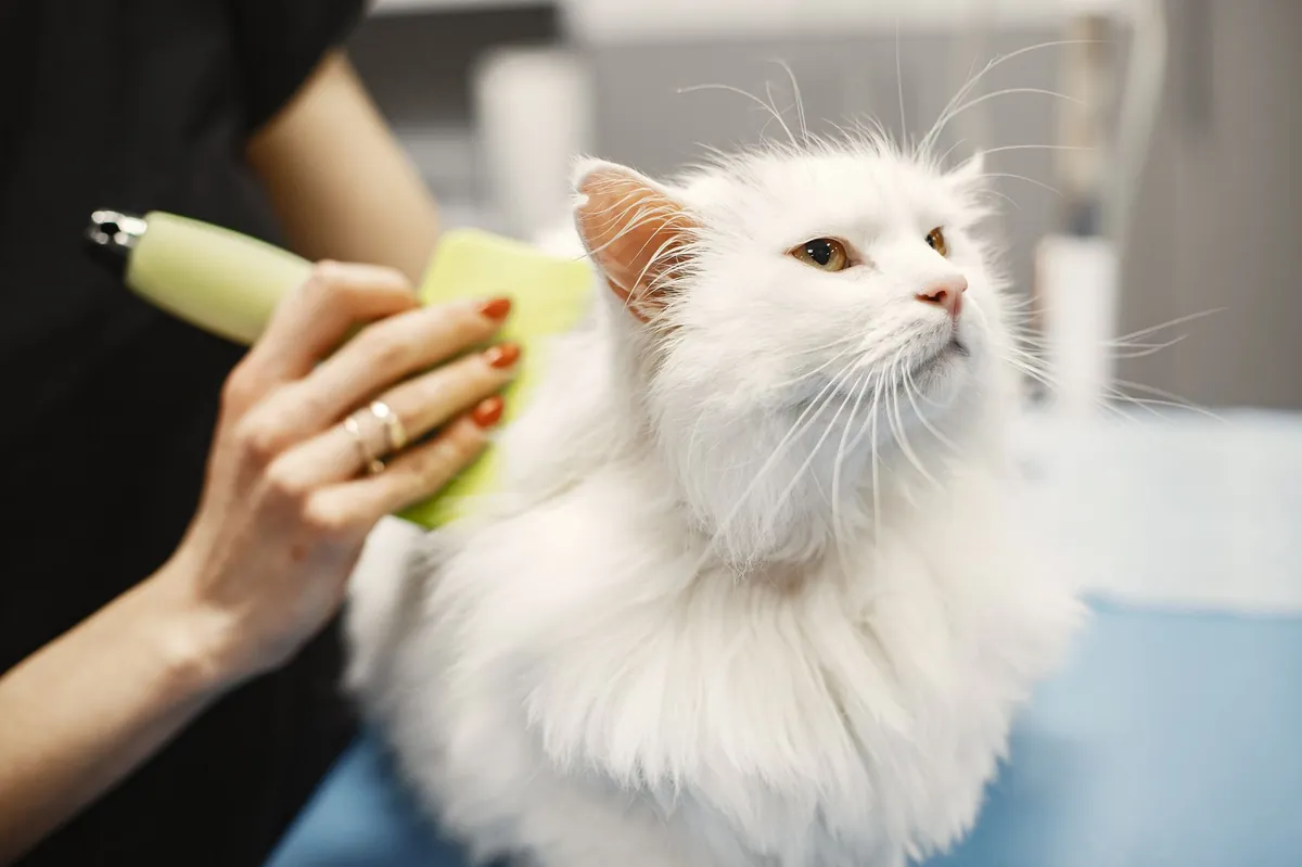 Grooming Keliling: Jurus Jitu Kembangkan Bisnis Petshop Anda!