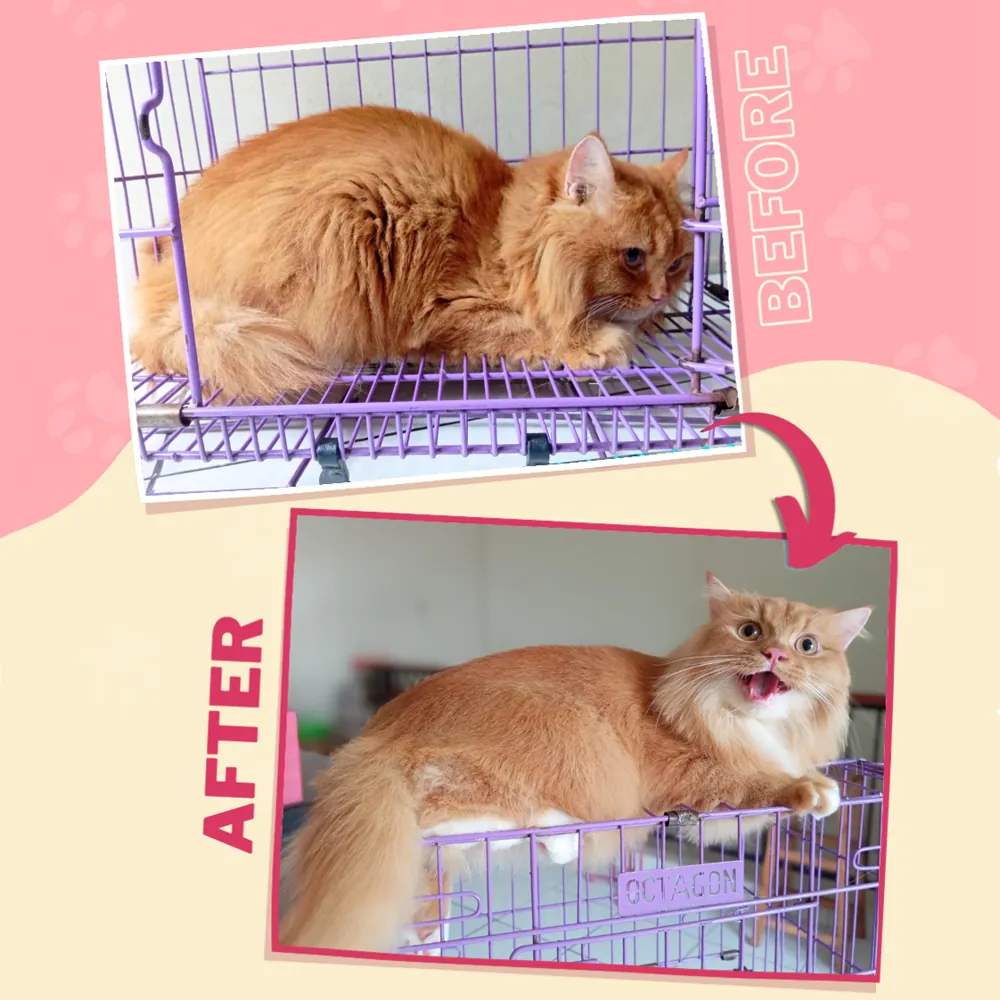 Grooming Kucing di Pasar Kemis: Panduan Lengkap untuk Anabul