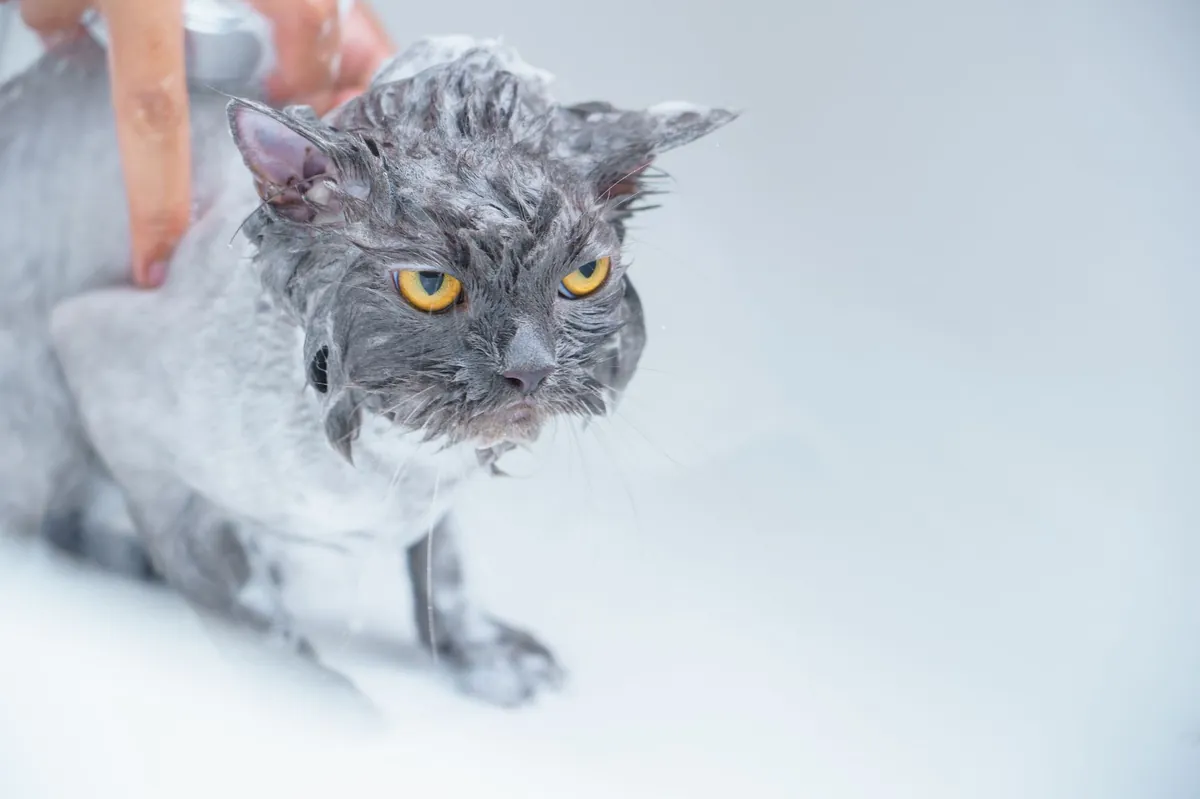 Jasa Grooming Kucing Galak: Peluang Bisnis & Cara Amannya