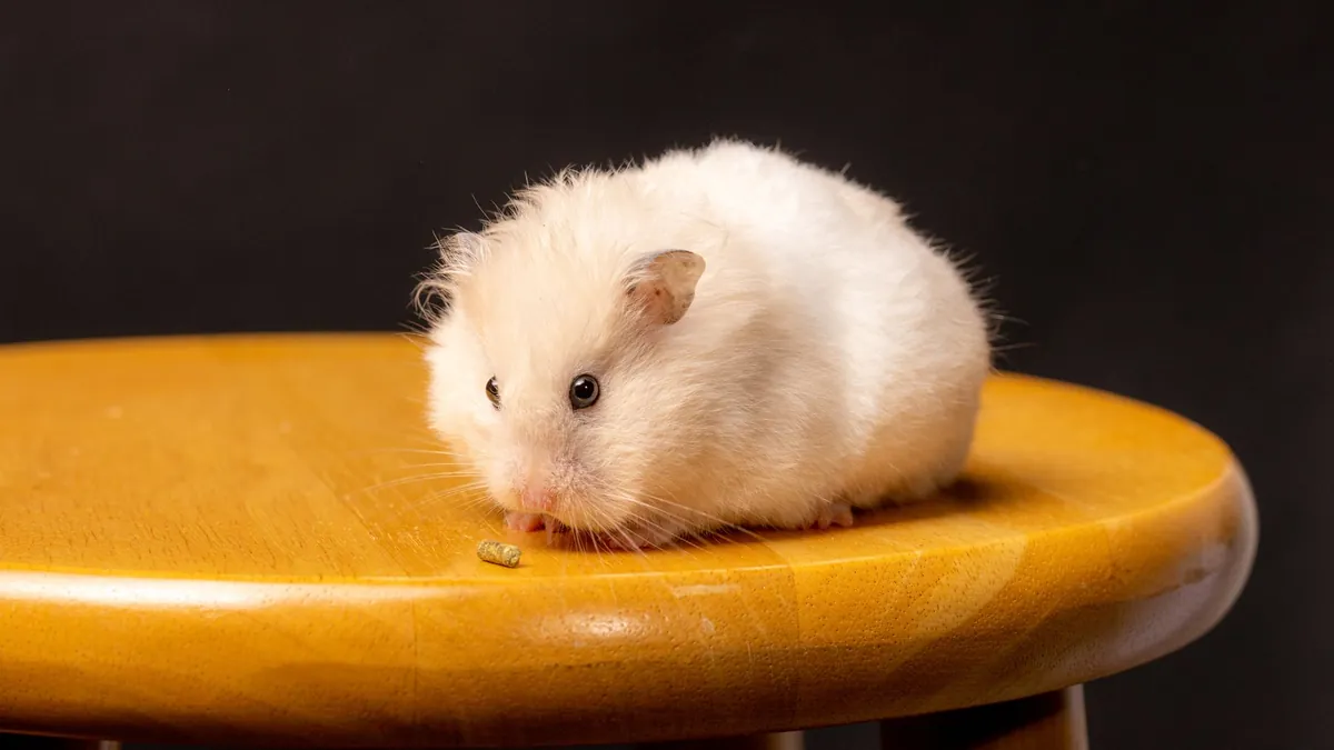 Kenapa Hamster Suka Menggigit Jeruji Kandang?
