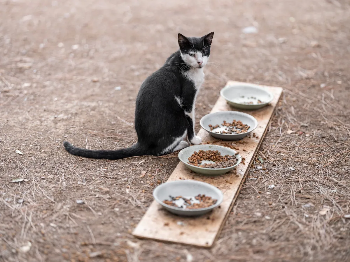Kenapa Kucing Makan Banyak tapi Kurus? Kenali Hipertiroidisme