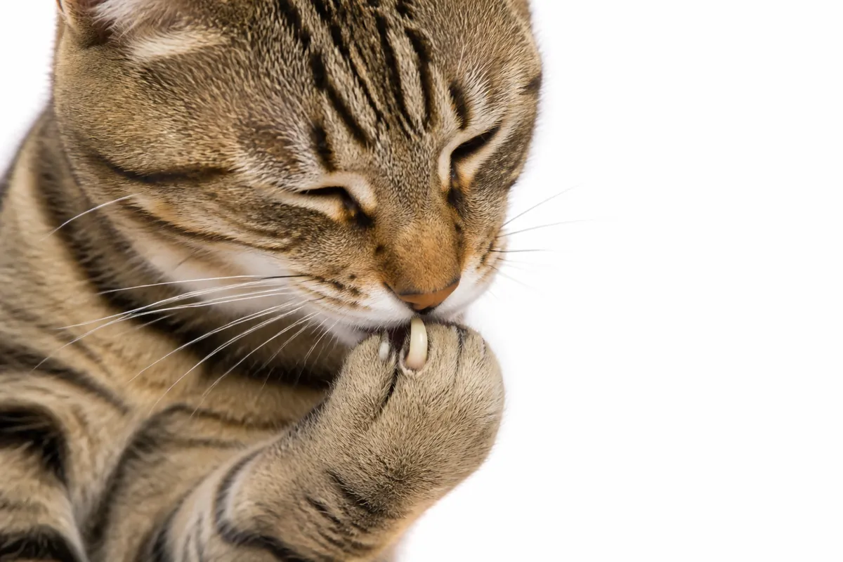 Kenapa Kucing Suka Menggigit Kuku? Ini Penyebabnya!