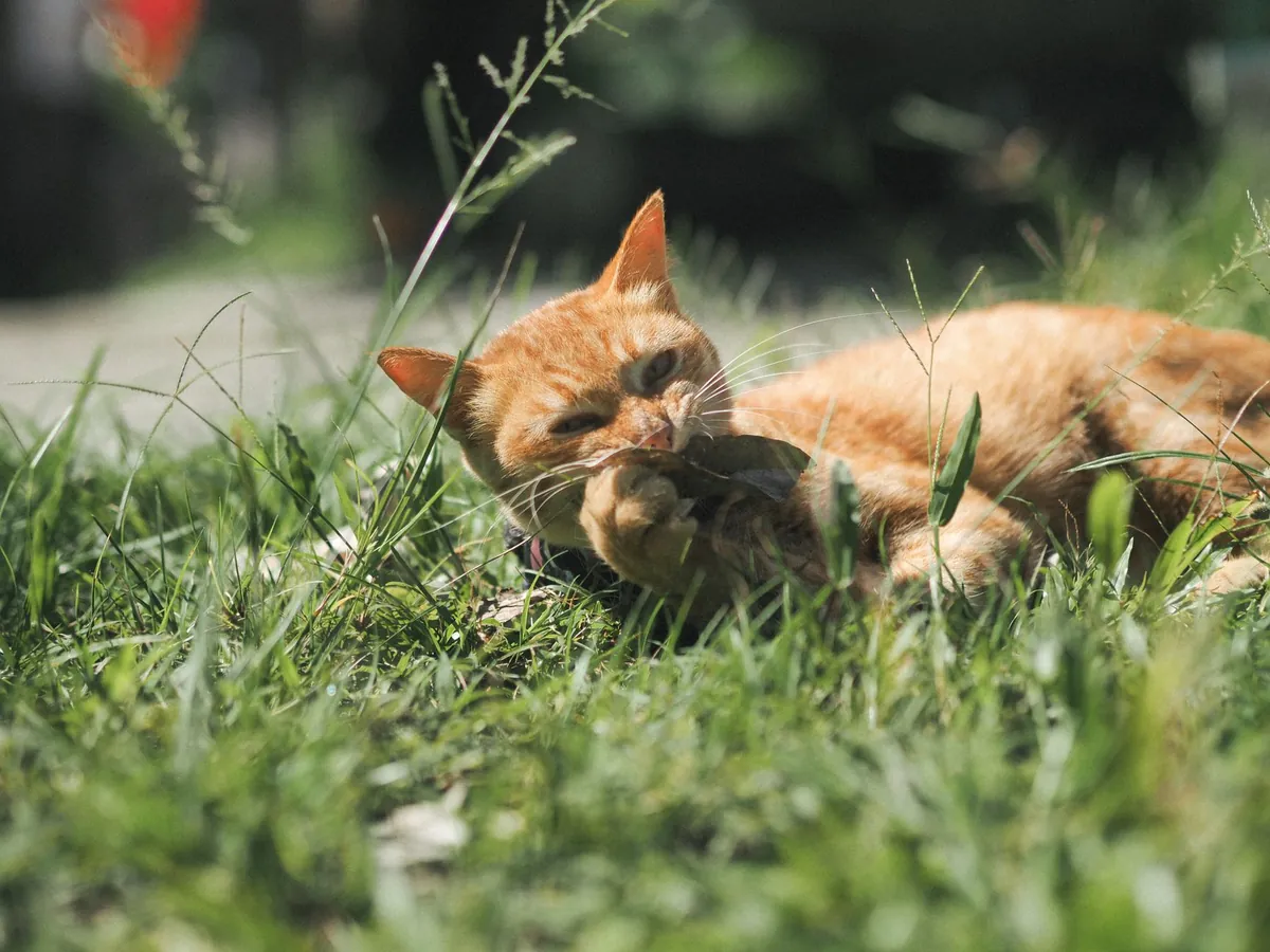 Kenapa Kucing Suka Mengunyah Plastik? Mengenal Gejala Pica