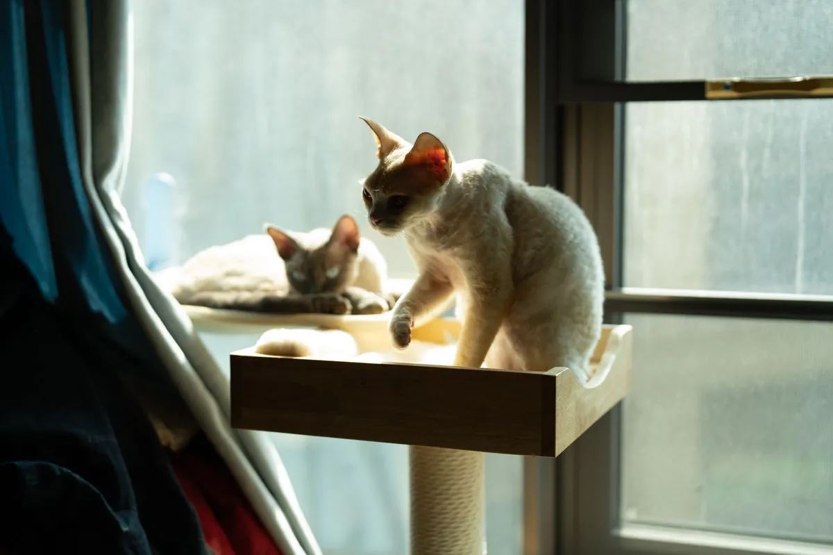 Manfaat Kucing Berjemur di Pagi Hari dan Cara Amannya