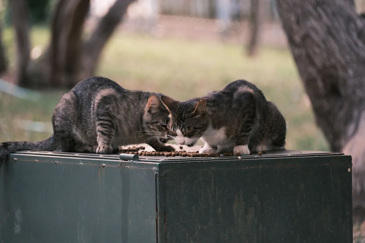 Mengatasi Kucing Picky Eater: Tips Jitu Hadapi Anabul Pemilih Makanan