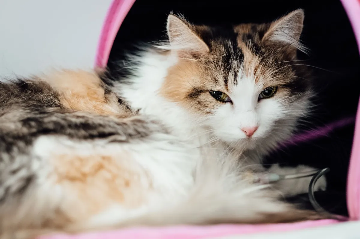 Mengenal Asma pada Kucing: Gejala dan Penanganannya