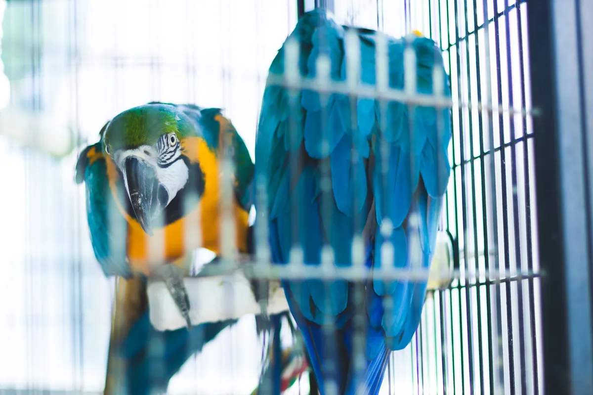 Mengenal Egg Binding pada Burung: Gejala & Pencegahan