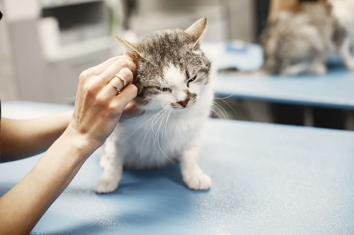 Mengenal Feline Calicivirus: Flu Kucing dengan Gejala Sariawan
