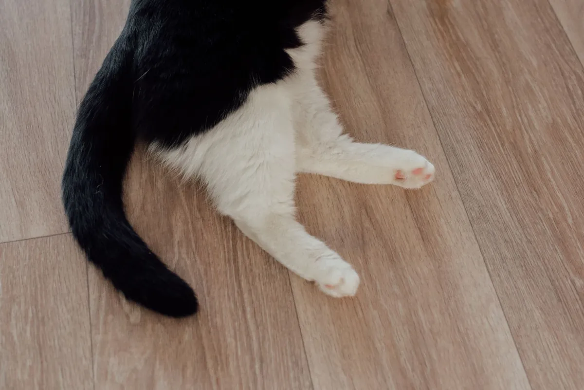 Feline Hyperesthesia: Kulit Kucing Berkedut Tiba-Tiba