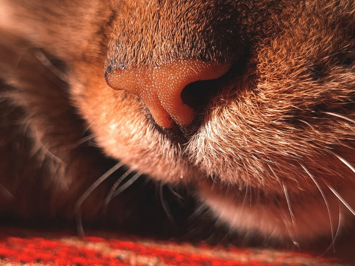 Mengenal Whisker Fatigue pada Kucing dan Solusinya
