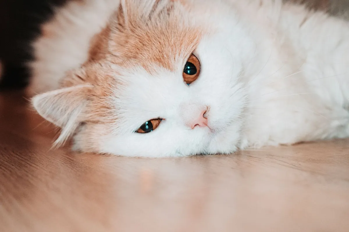 Menyambut Kehadiran Anabul Baru: Panduan Merawat Kucing Hamil