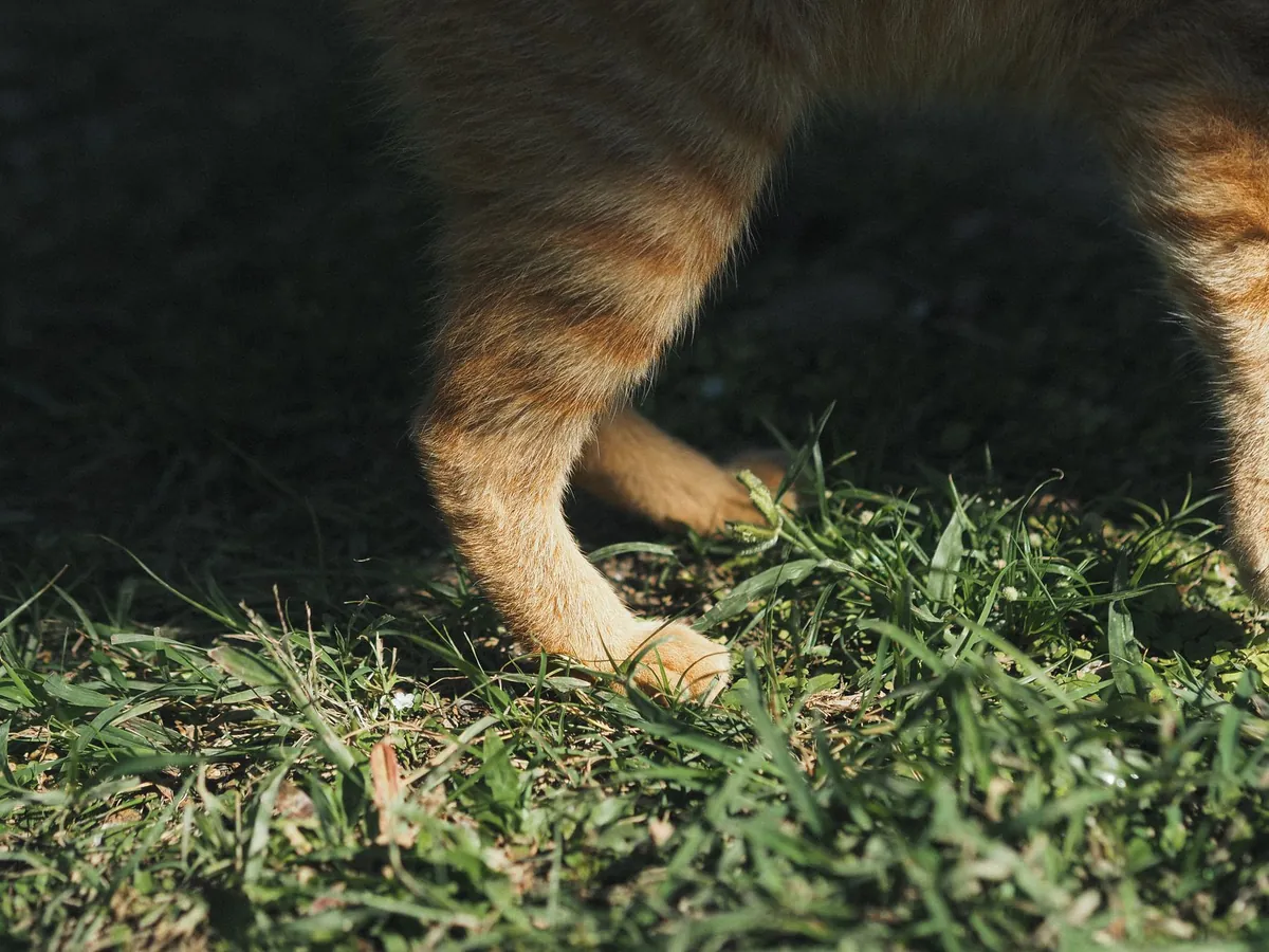 Osteoartritis pada Kucing: Gejala & Cara Deteksi Dini