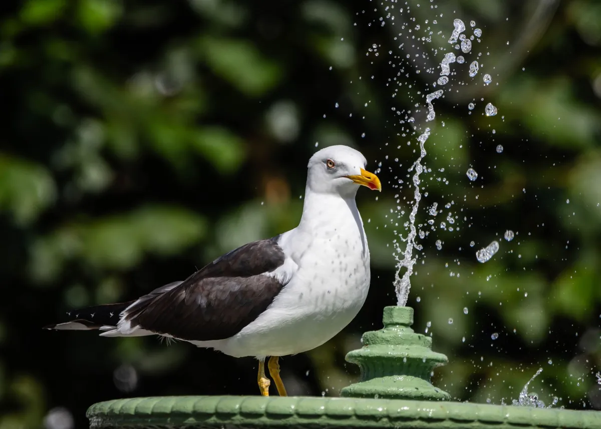 Panduan Aman Memandikan Burung Hias di Rumah