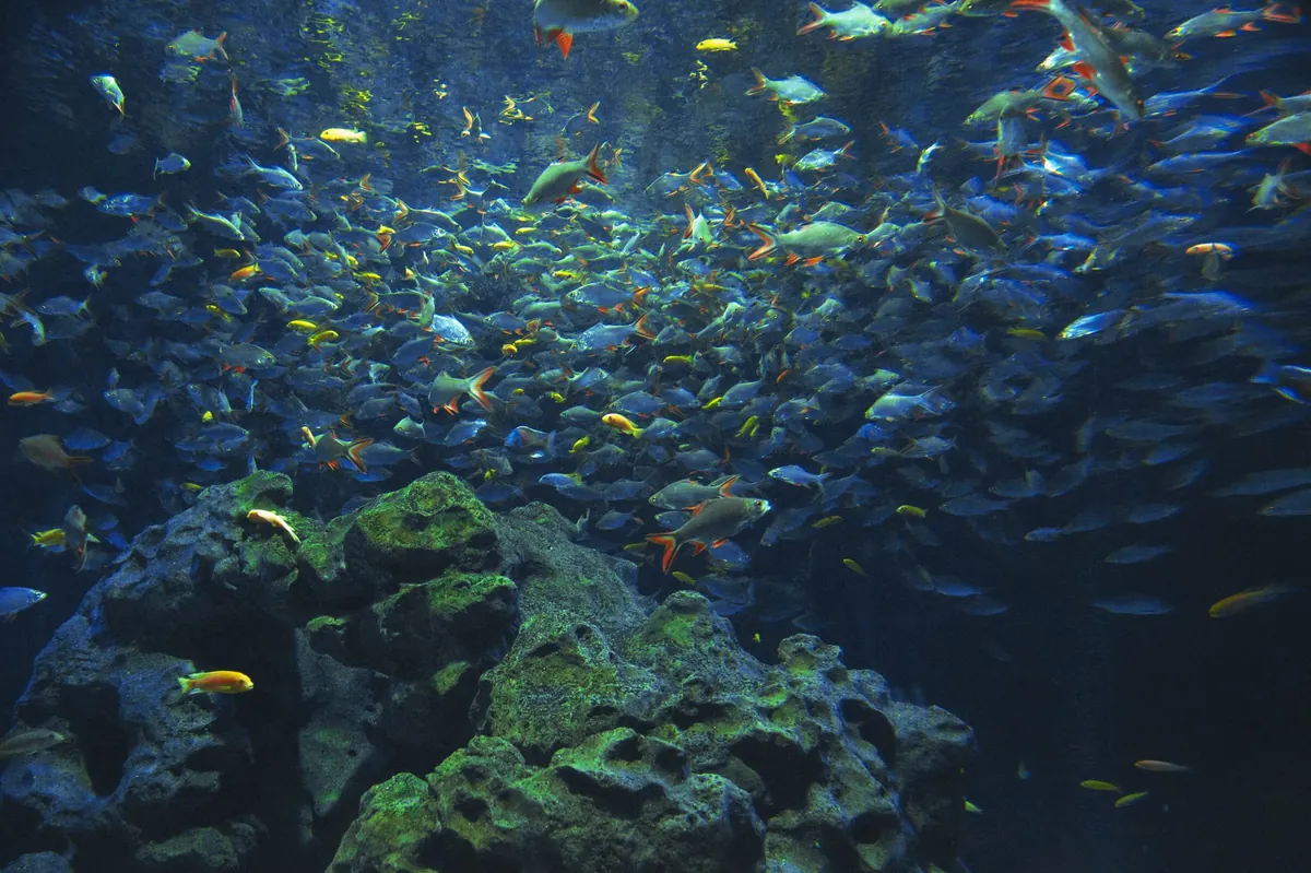 Peluang Bisnis Budidaya Ikan Guppy yang Menjanjikan