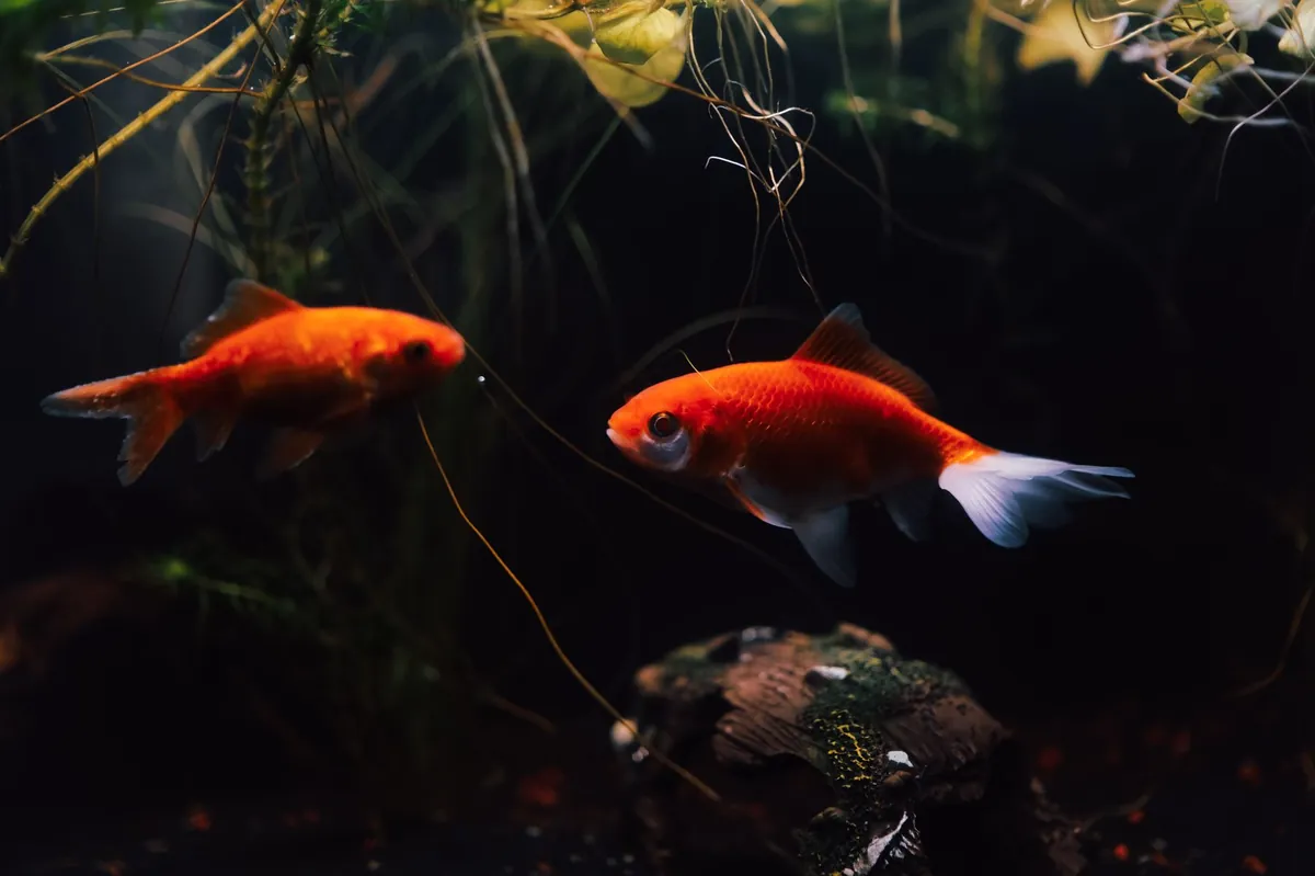 Peluang Bisnis Budidaya Ikan Mas Koki yang Menjanjikan