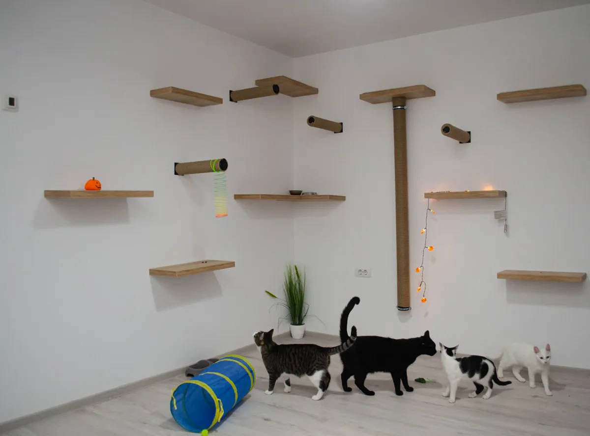 Peluang Bisnis Jasa Desain Playground Kucing yang Cuan