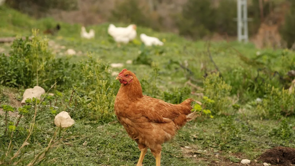 Peluang Usaha Ternak Ayam Kampung Super yang Menguntungkan