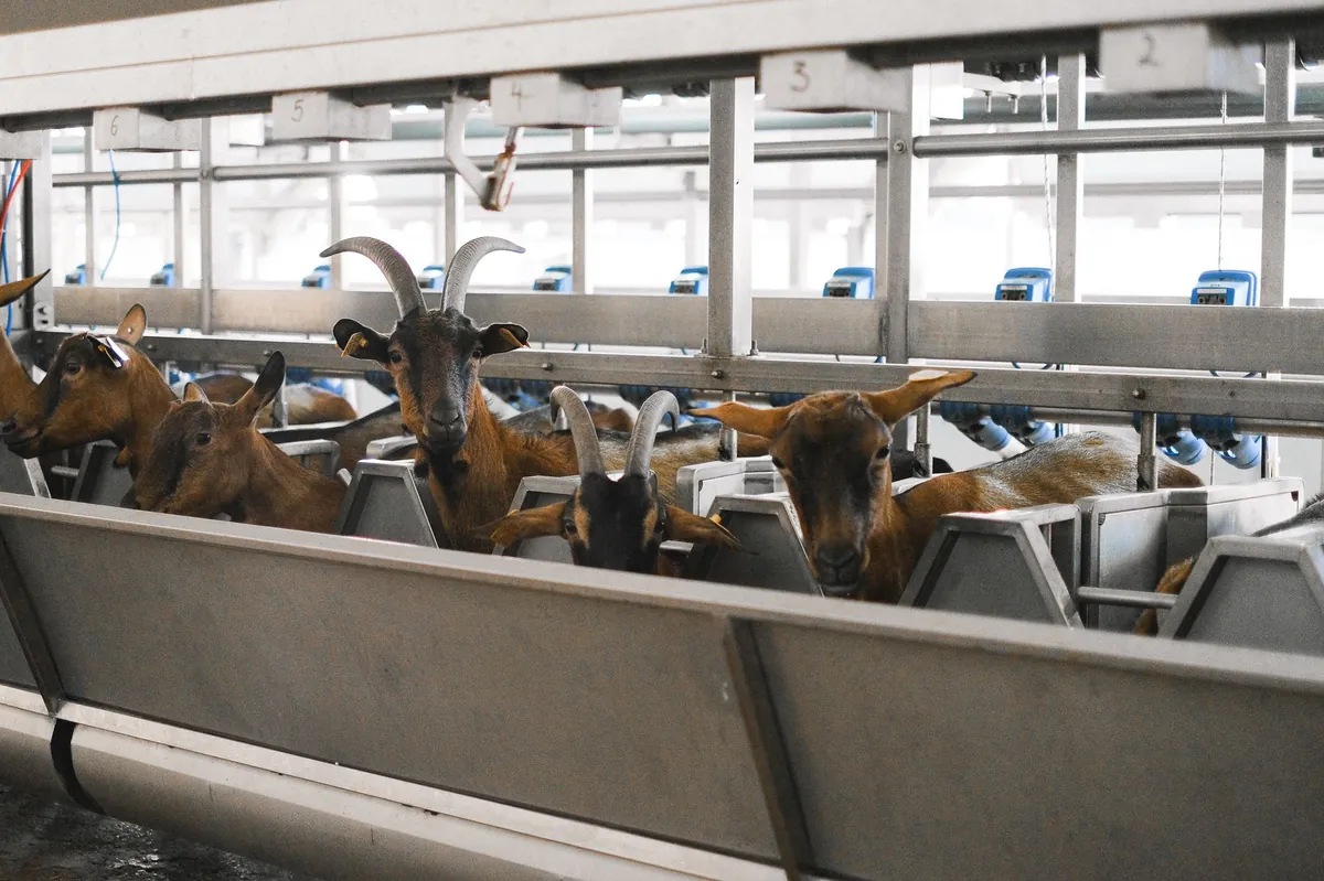Peluang Usaha Ternak Kambing Perah yang Menjanjikan