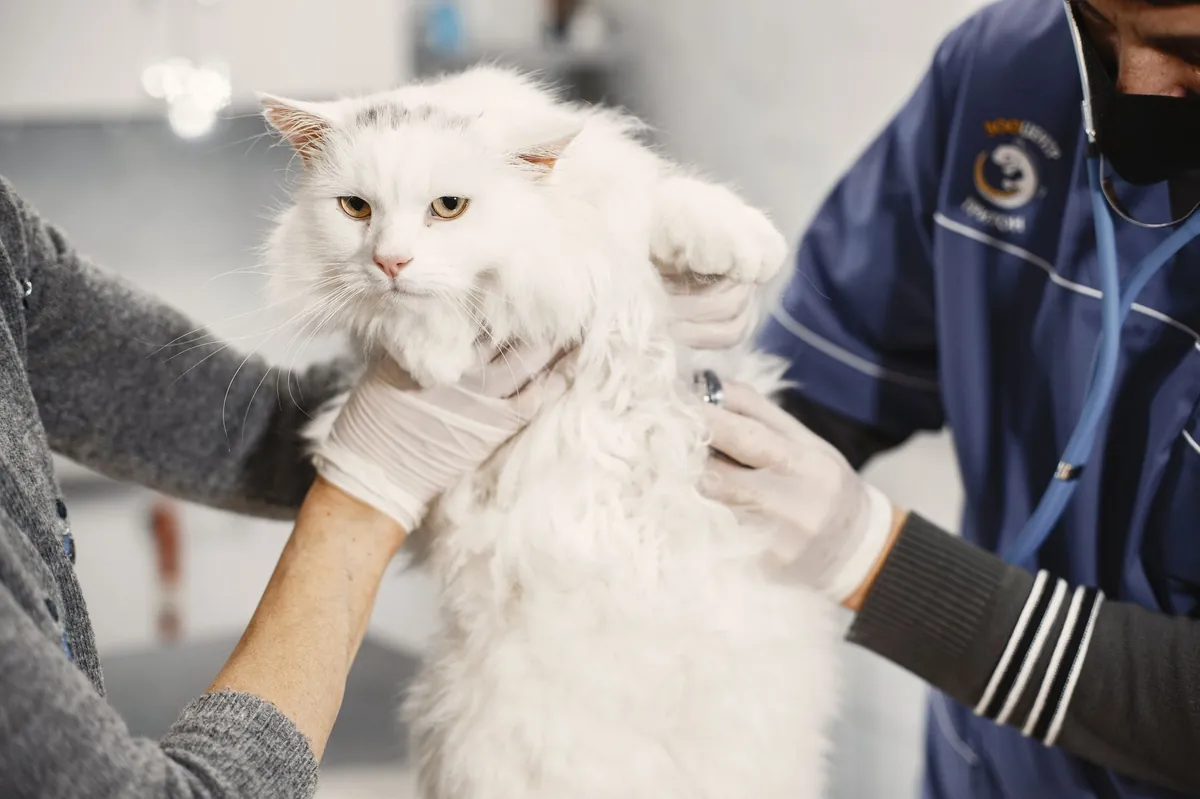 Penyakit Jantung HCM Kucing: Gejala & Deteksi Dini