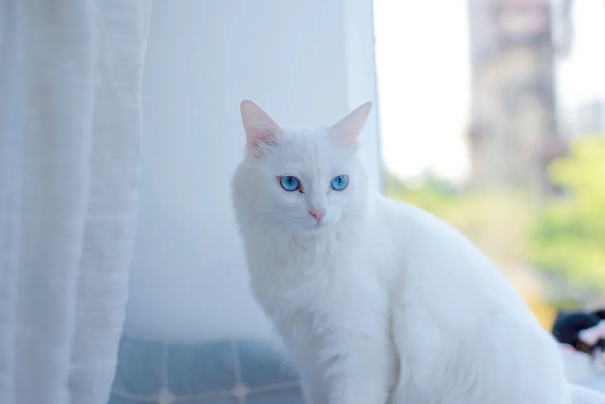 Sejarah Anggora Turki: Kucing Alami Tertua yang Menawan