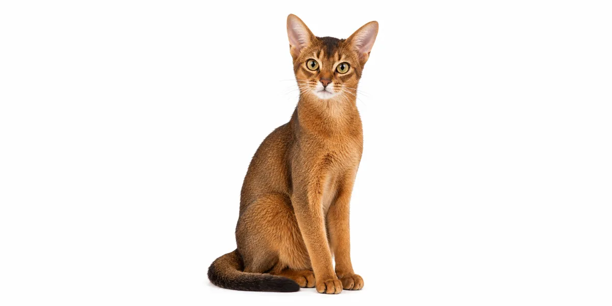 Sejarah Kucing Abyssinian: Eksotis & Mirip Mesir Kuno
