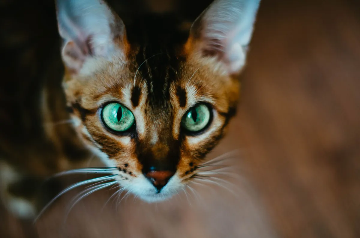 Sejarah Kucing Bengal: Si Macan Tutul Jinak yang Eksotis