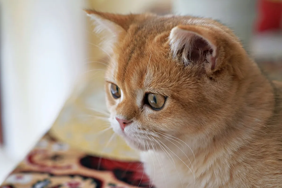 Sejarah Kucing British Shorthair: Si Teddy Bear yang Menawan