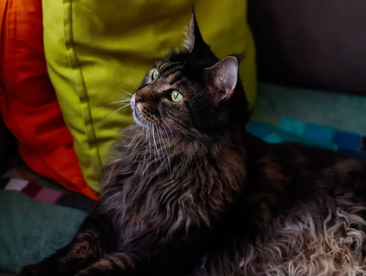 Mengenal Sejarah Maine Coon: Kucing Raksasa yang Lembut