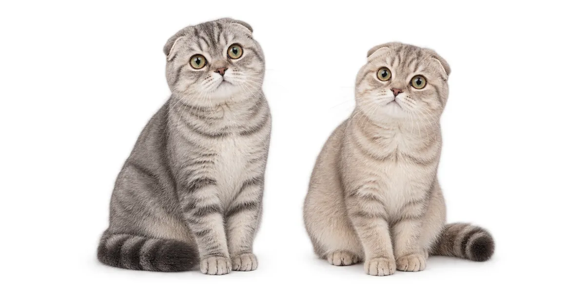 Sejarah Kucing Scottish Fold: Si Telinga Lipat Lucu