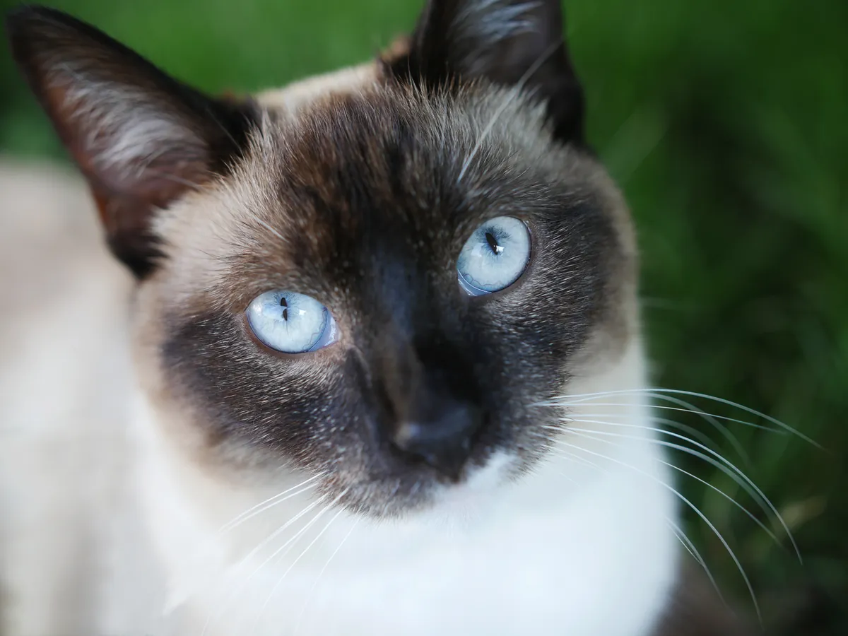 Sejarah Kucing Siam: Asal-Usul dan Karakter Unik Anabul