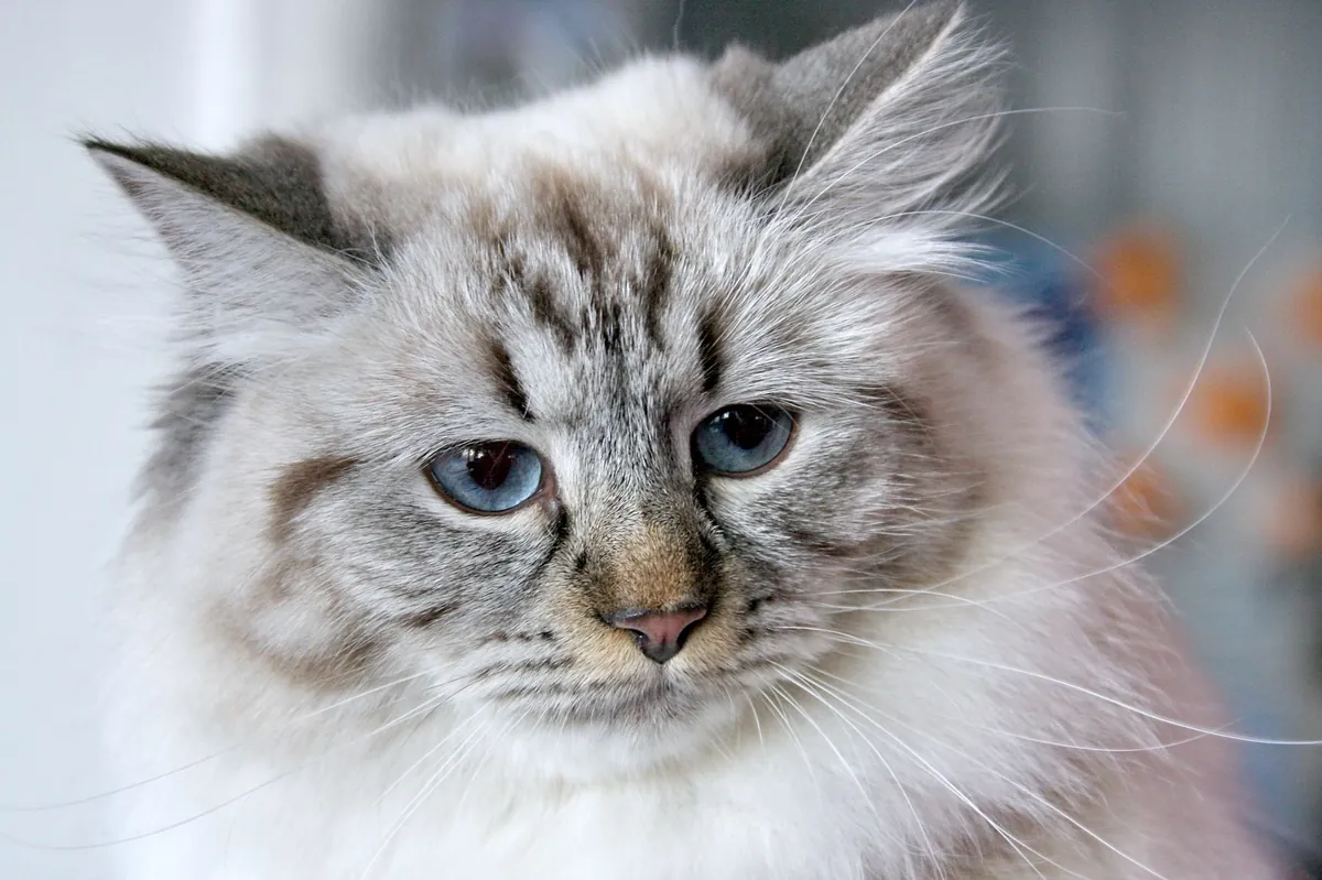 Sejarah Kucing Siberian: Si Mewah Berbulu Tebal