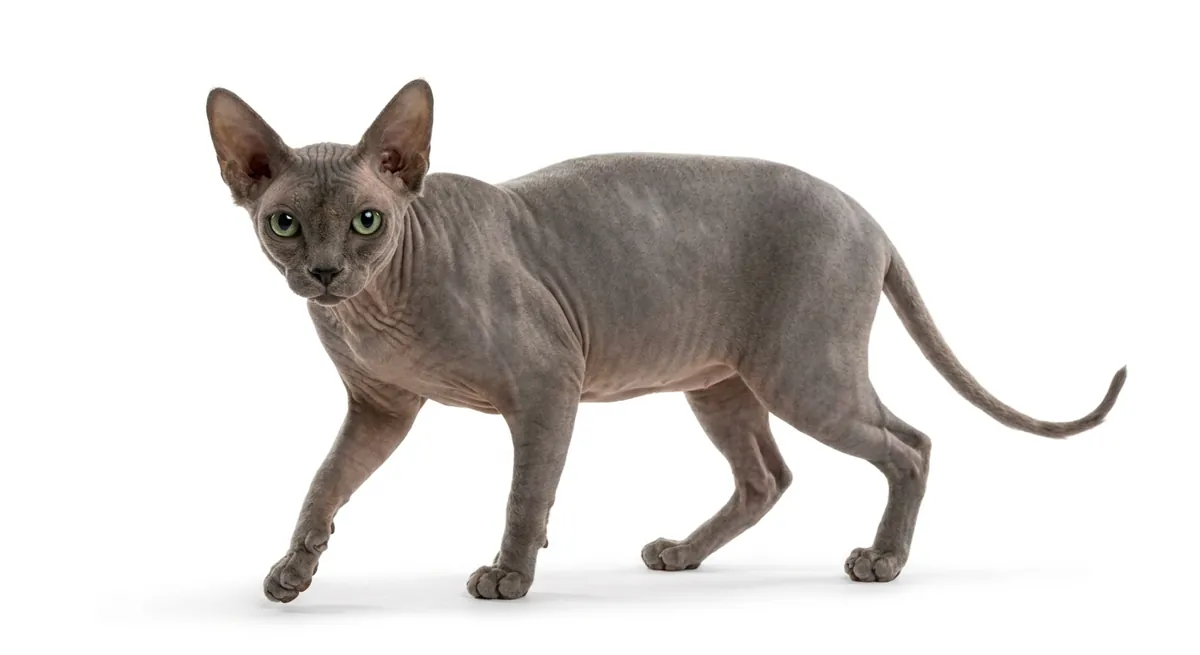 Sejarah Kucing Sphynx: Asal-Usul Si Botak yang Hangat