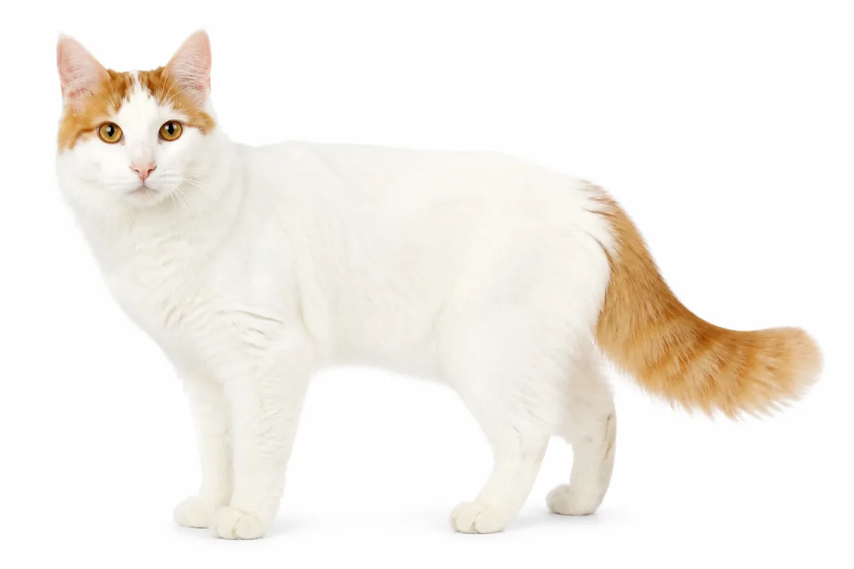 Sejarah Kucing Turkish Van: Si Cantik yang Gemar Berenang