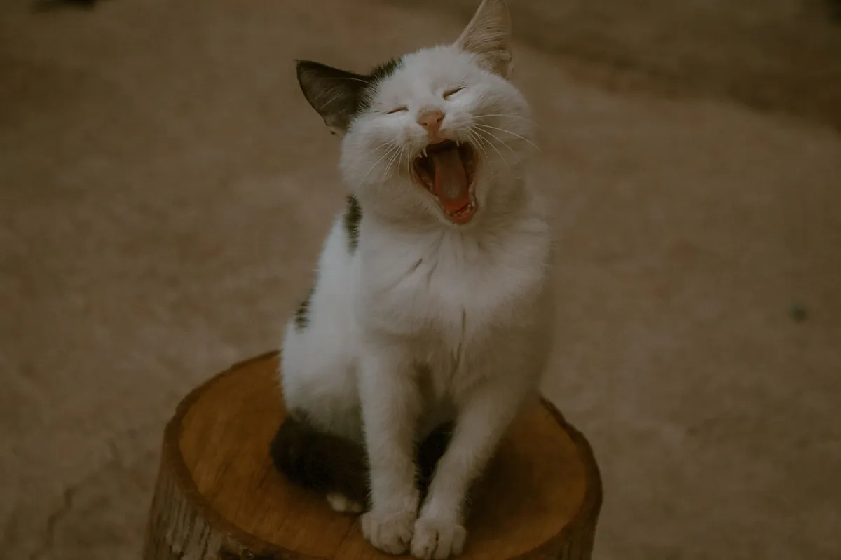 Sterilisasi Kucing: Langkah Penting untuk Anabul Lebih Sehat & Hidup Lebih Lama