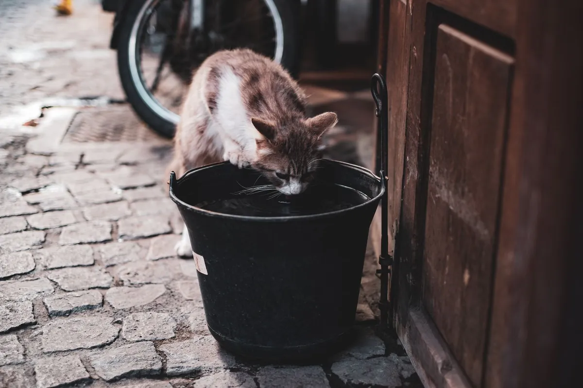 Tanda Kucing Dehidrasi dan Cara Mengatasinya