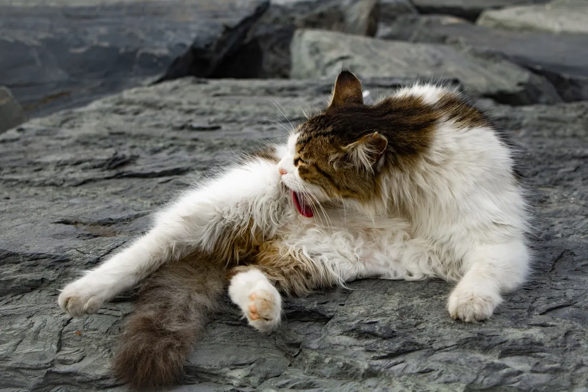 Tips Aman Membersihkan Telinga Kucing di Rumah
