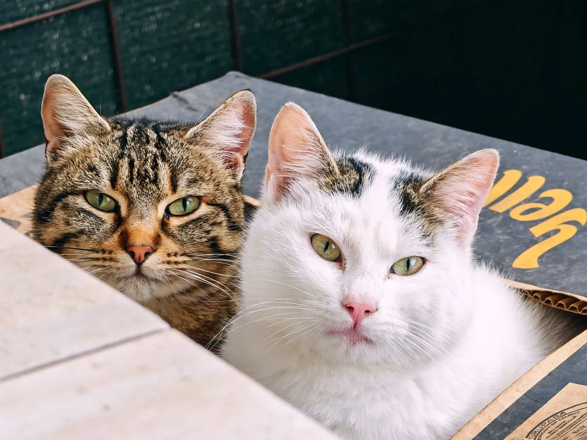 Tips Jitu Bersihkan Litter Box Kucing Bebas Bau & Kuman