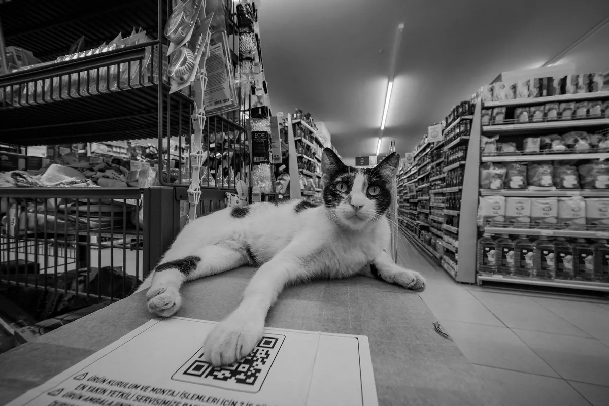 Tips Kelola Stok Petshop: Bebas Dead Stock & Expired!